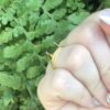 Lynix Ring - Size 8